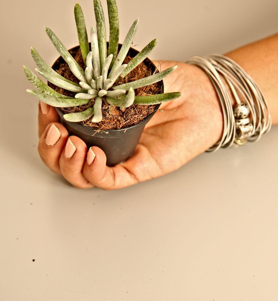 Senecio Scaposus - Image 2