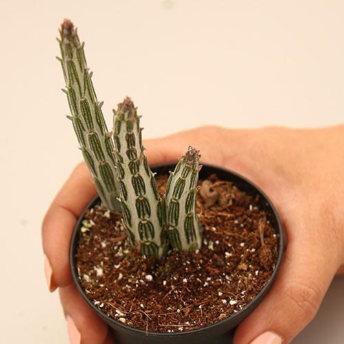 Senecio Stapeliiformis- זן מיוחד