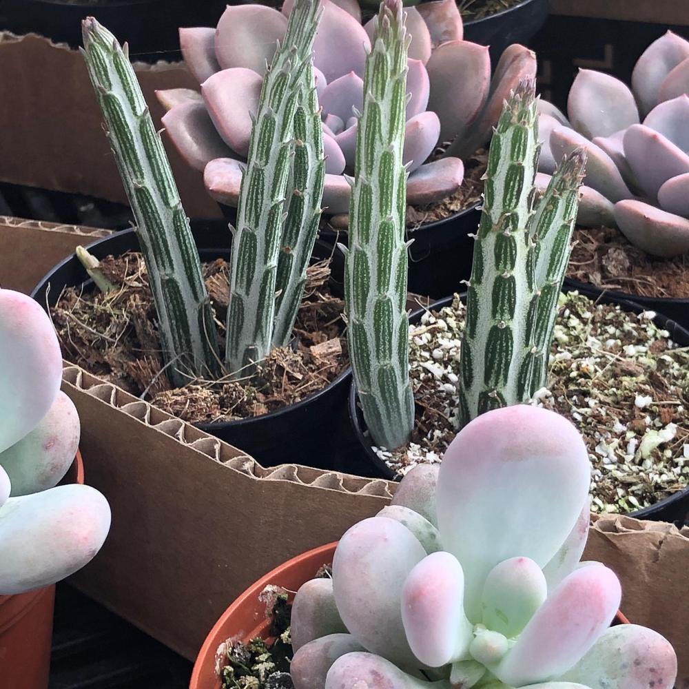 Senecio Stapeliiformis- זן מיוחד - Image 2