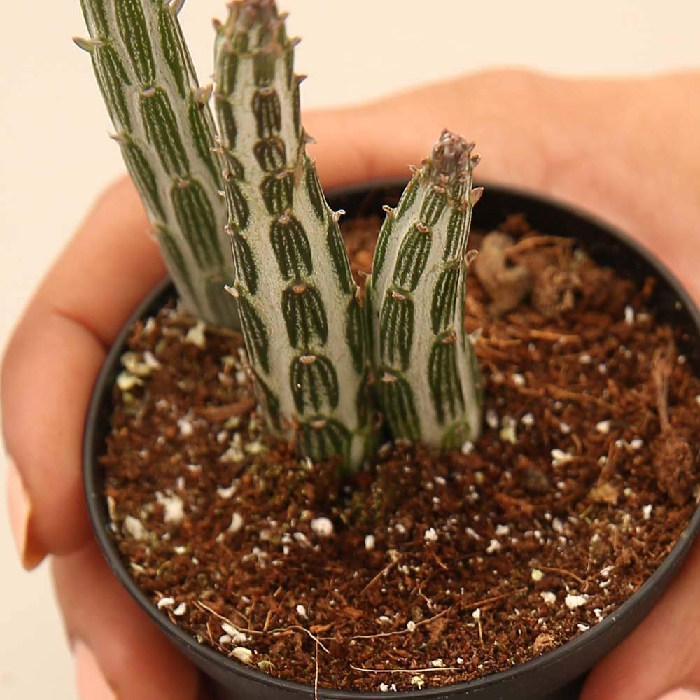 Senecio Stapeliiformis- זן מיוחד - Image 3