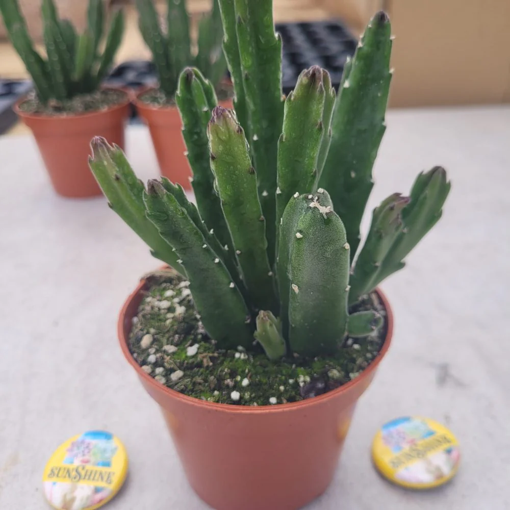 Stapelia