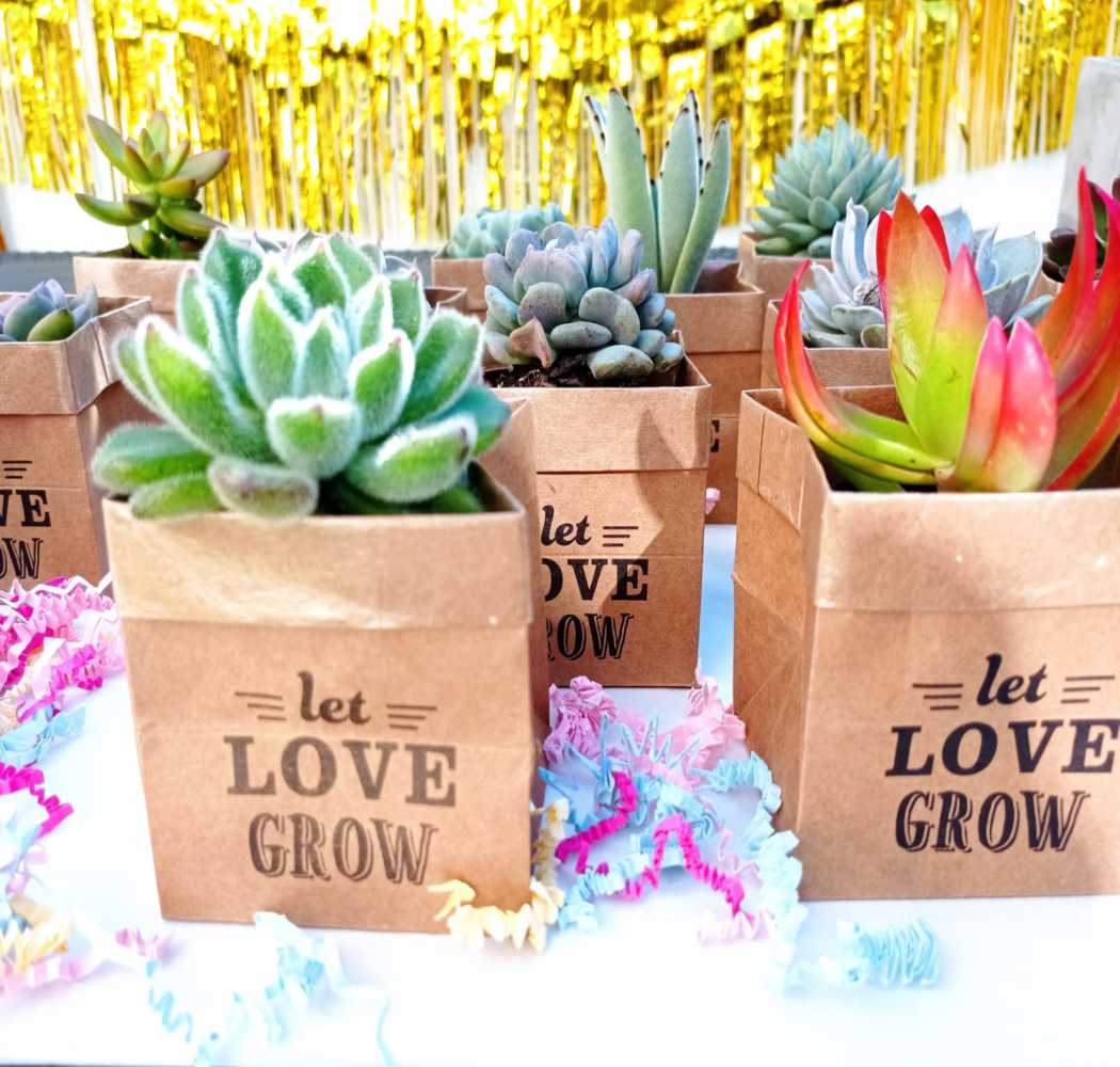 Succu Smile - Let Love Grow - Image 4