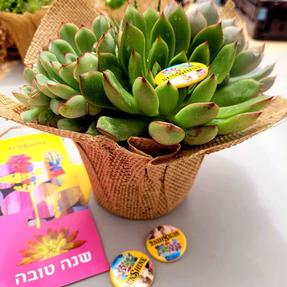 זר סוקולנטים - Image 3