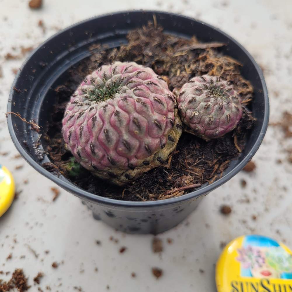 Sulkorebutia Rauschii סוקולנט נדיר