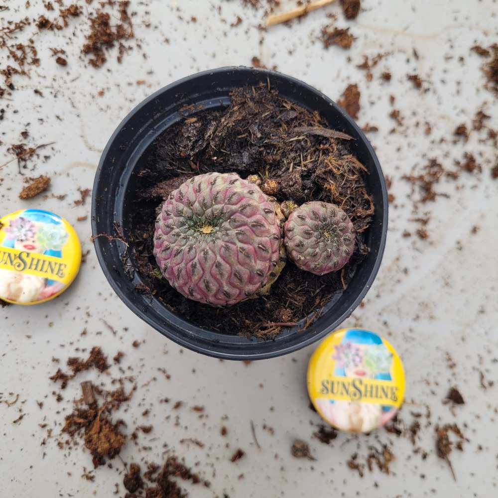 Sulkorebutia Rauschii סוקולנט נדיר - Image 2