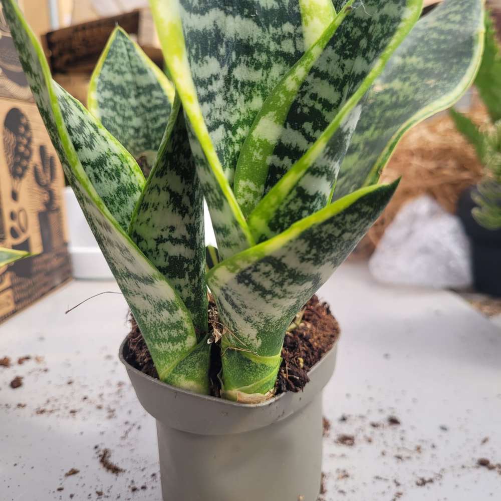 Sunsevieria Trifasciata-Dracaena - Image 2