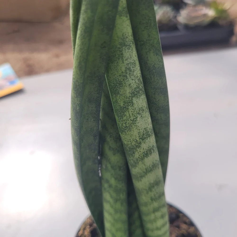 Sunsevieria Cylindrica - Image 2