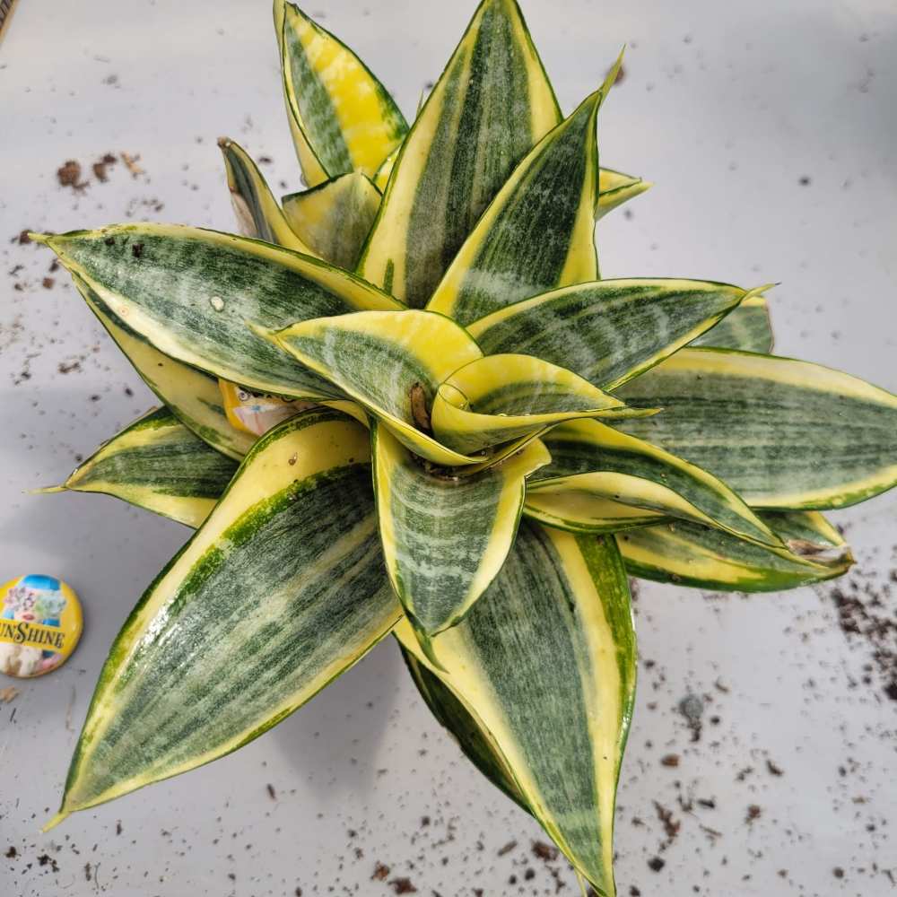 Sunsevieria Trifasciata Golden