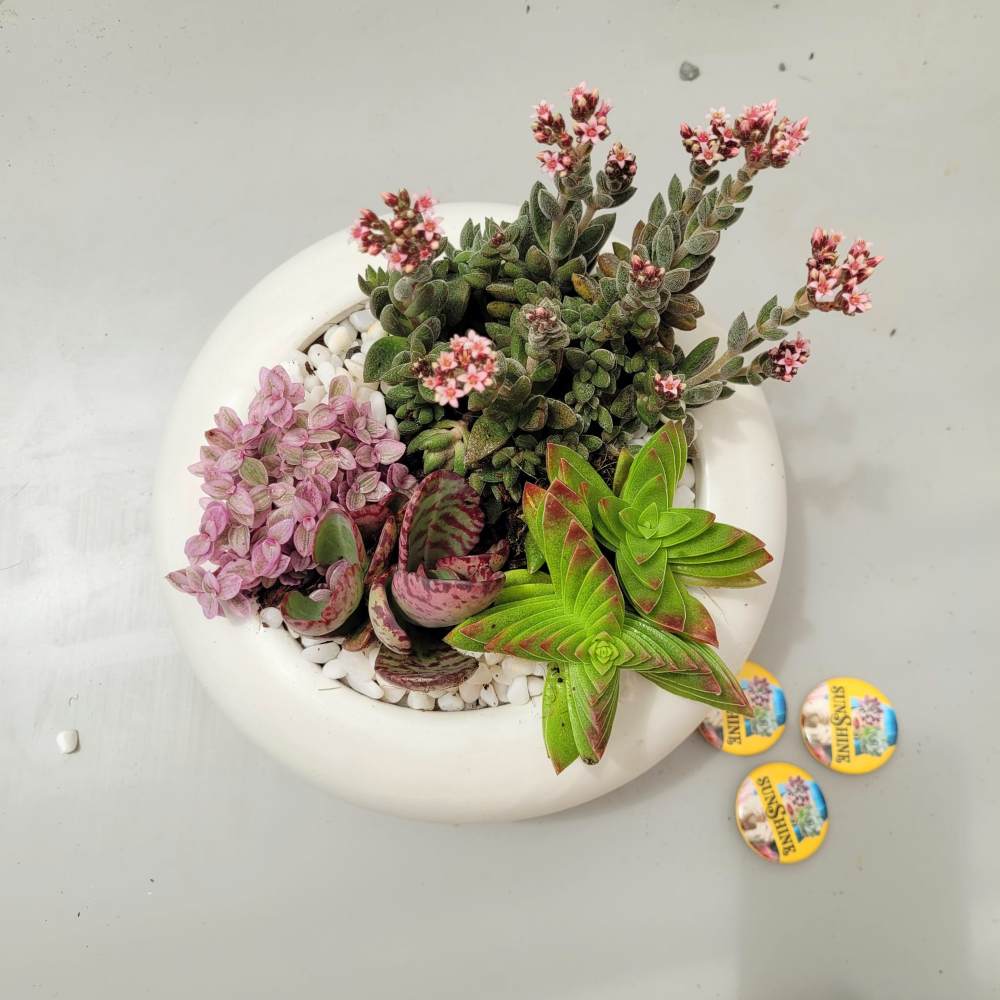 סוקולנטים Symphony - Image 3